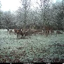 besete-wildkamera-seissiger-aufnahme-04_842x842.webp