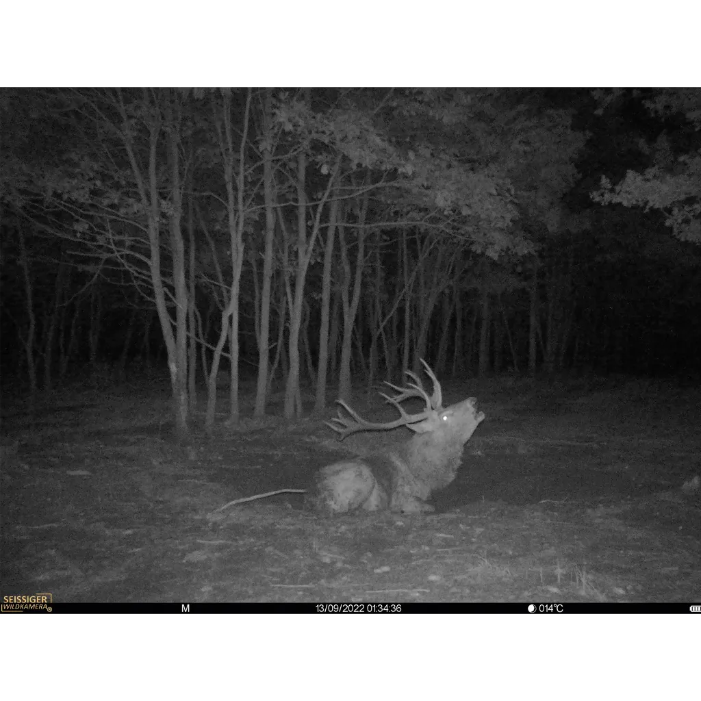 tieraufnahme-nacht-seissiger-wildkamera-base-cam-lte-supersim-edition_1920x1920.webp
