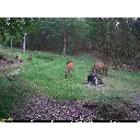 seissiger-mini-cam-wildkamera-aufnahme-wildtier-web_1280x1280.webp